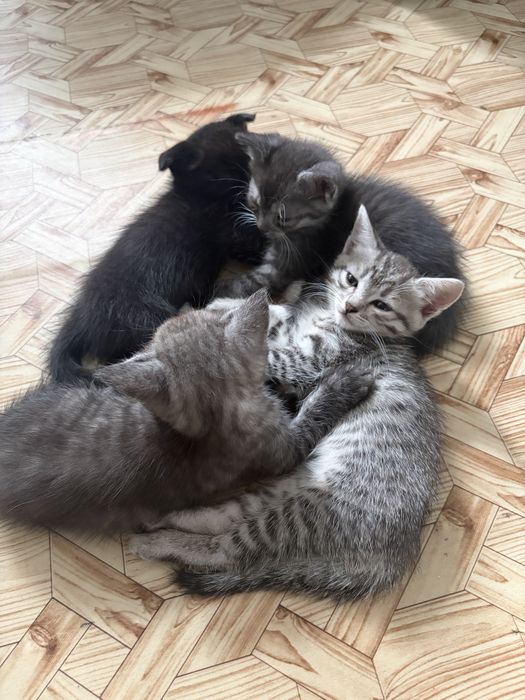 Котики в добрые руки