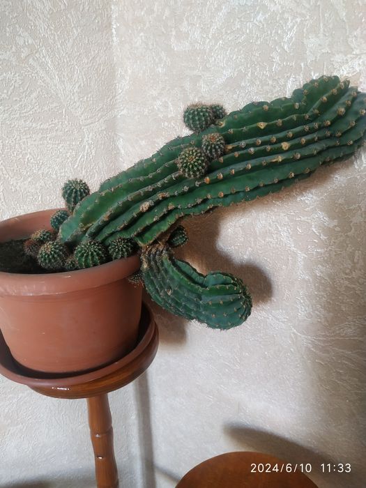 Кактус двадцать лет