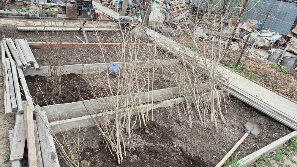 Саженцы деревьев