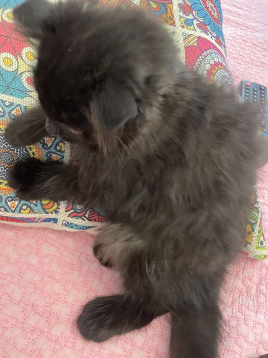Котёнок вислоухий шоколадный девочка