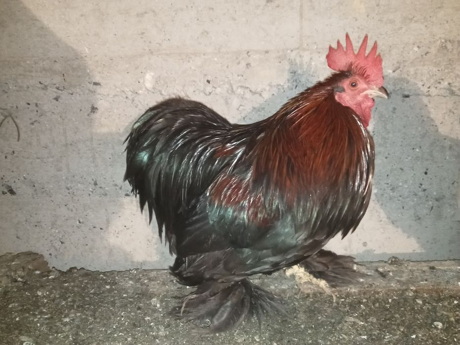 Карликовый петушёк кохинкин