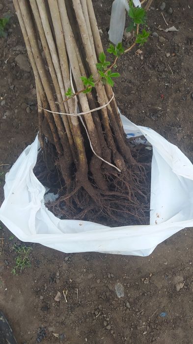 Продам Саженцы Деревьев