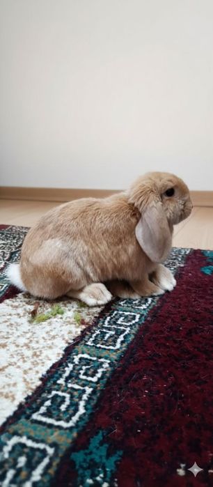 Кролики декоративные