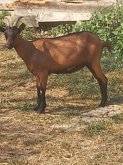 Capre Apina Franceză