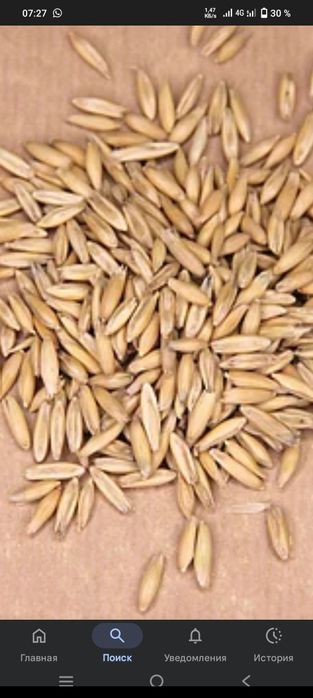 Бидай арпа кебек