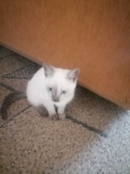 Кошечки сиамские, домашние.