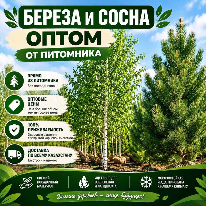 ОТ ПИТОМНИКА Обыкновенная сосна оптом Саженцы сосны