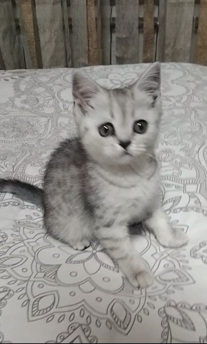 Скоттиш страйт. Девочка