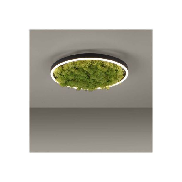 Плафониера от естествен исландски мъх