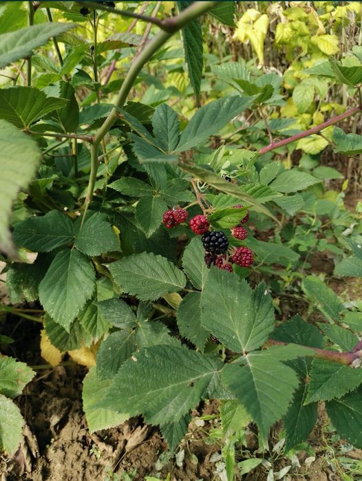 Pomi fructiferi; Arbuști fructiferi și ornamentali.