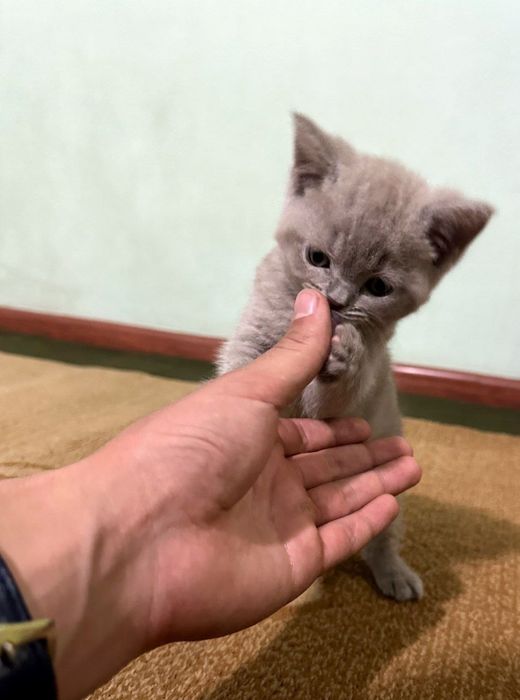 Skotish strayt sotiladi