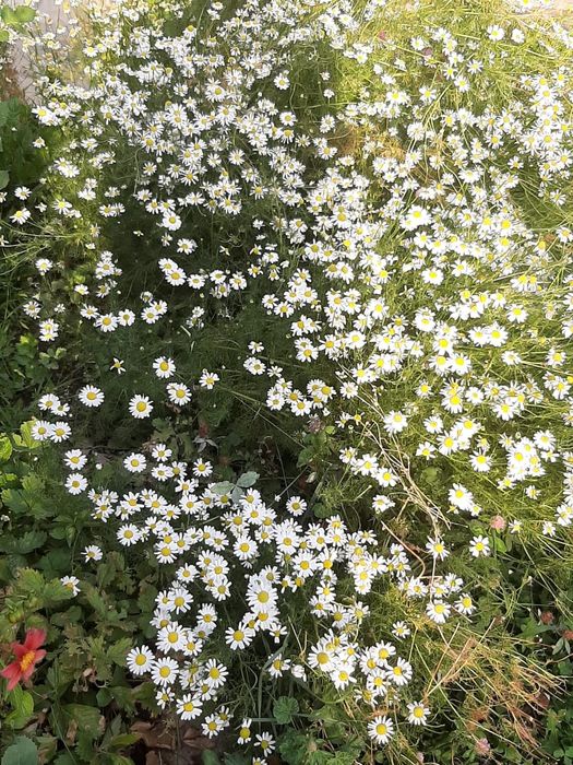 Садовые растения