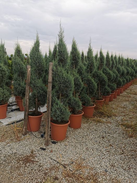 Spirală gold Pon pon blue  Pon pon verde calitate extra