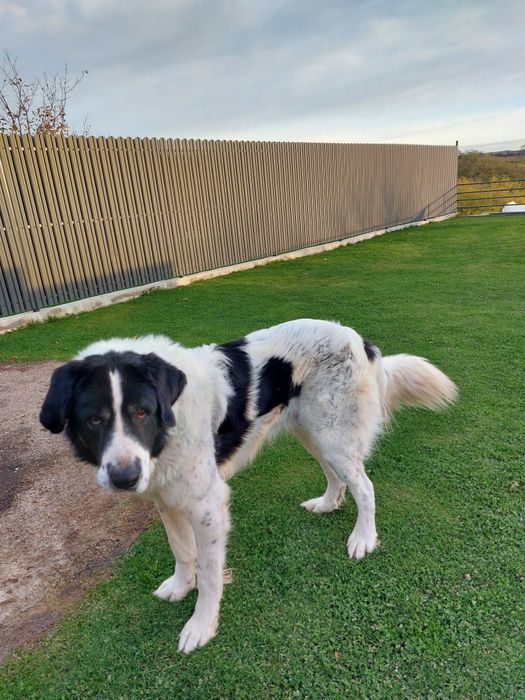 Vând Ciobănesc de Bucovina