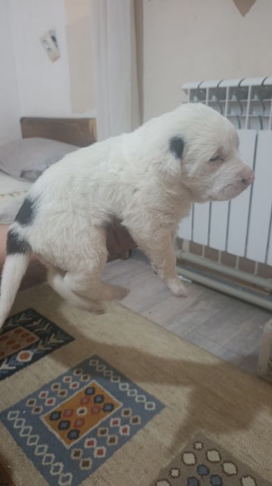 Алабай девочка 5000