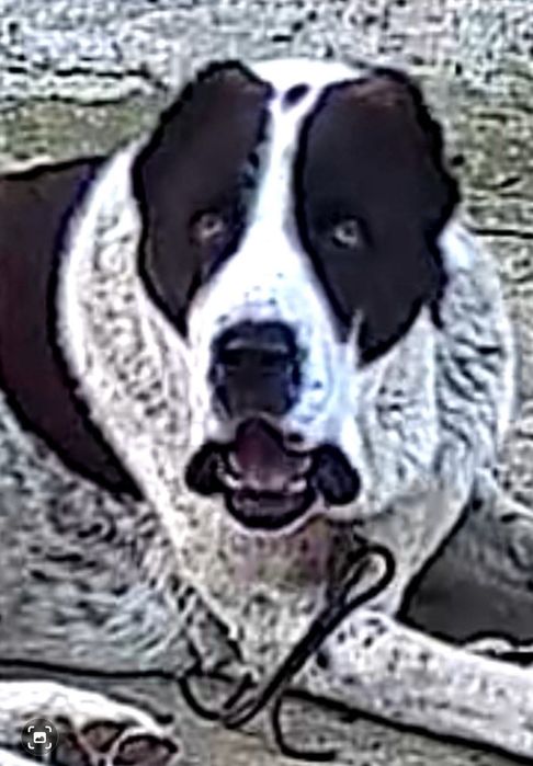 Кученца Алабай породисти с родословие