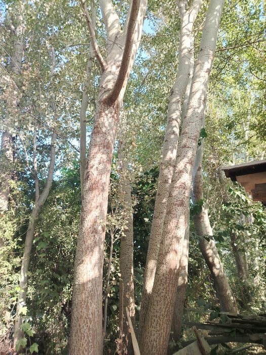 Бака терак сотилади