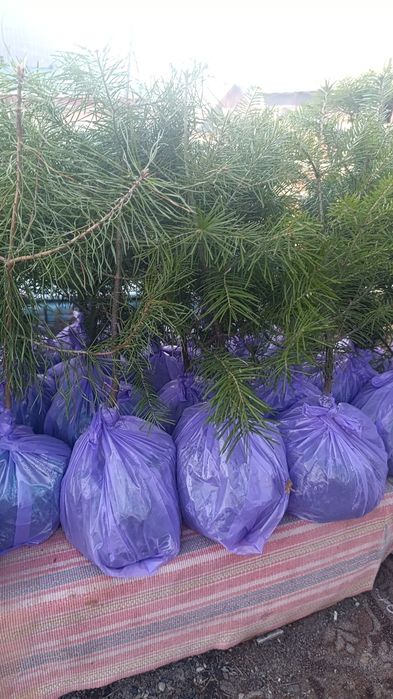 В продаже есть сажинцы