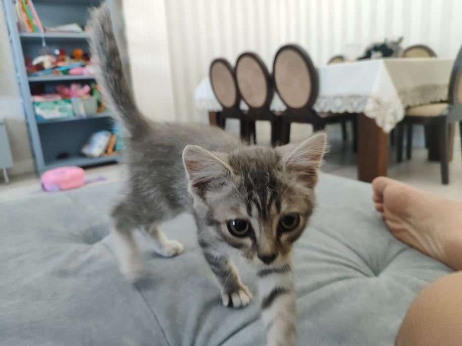 Отдам котенка в хорошие руки (2 месяца, девочка)