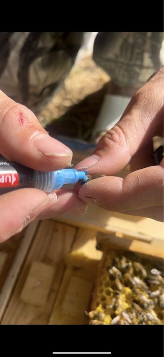 Плодные матки ф1