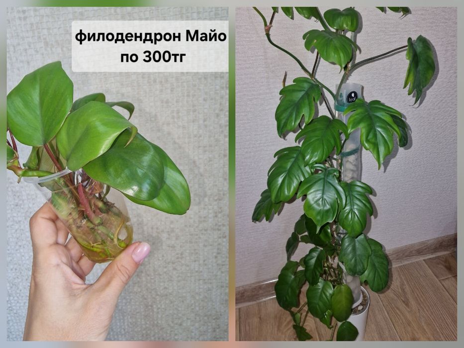 Комнатные цветы (домашние)