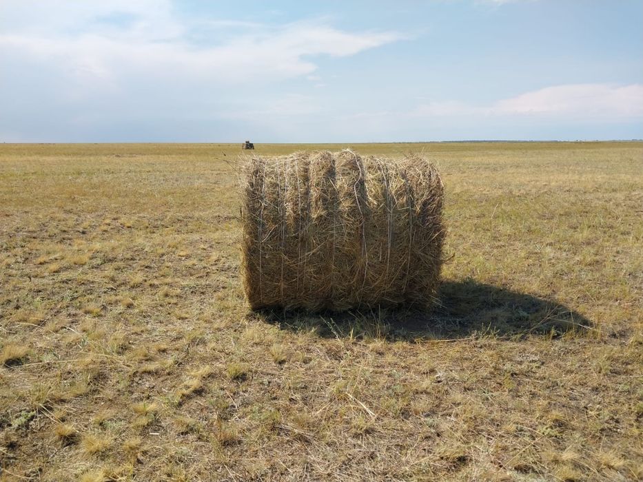 Продам сено в тюках и в руллонах