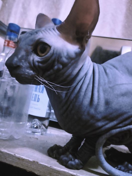 Канадский сфинкс для вязки