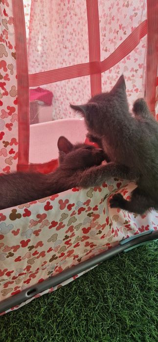 Котята  котята  котята
