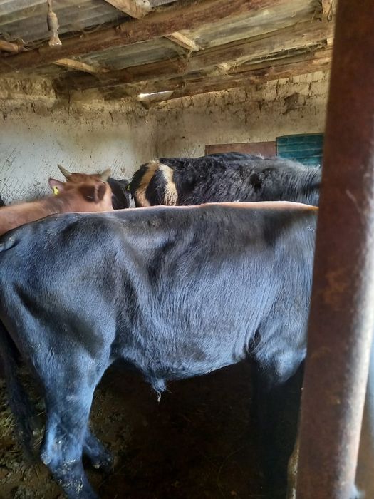 Продаются полтора годовалые бычки