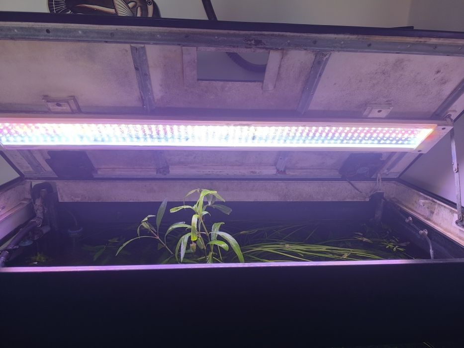 Acvariu plantat complet