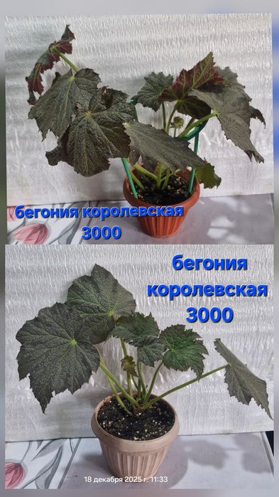 Цветы на продажу