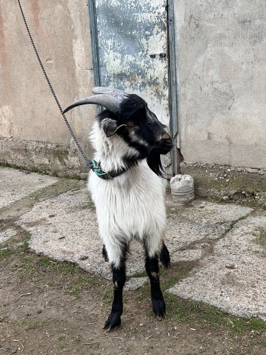 Альпийский теке сатылады