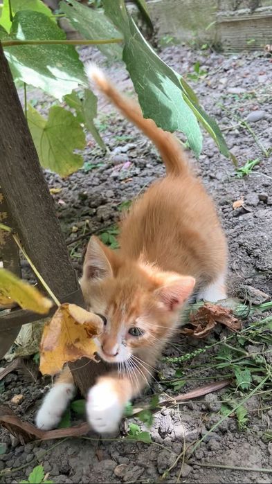 pui de pisică - adopție