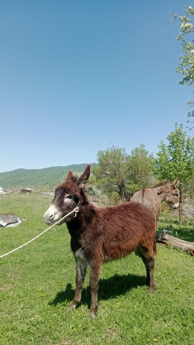 Продам ослиц срочно