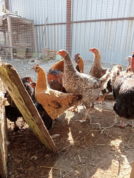Продам куры домашние