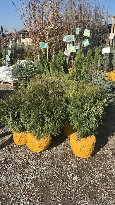 Туя Смарагд. Туя брабант. Туя