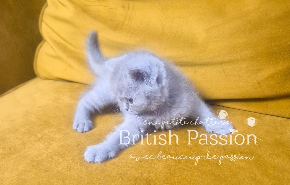 British Shorthair Lilac - femela cu Pedigree!