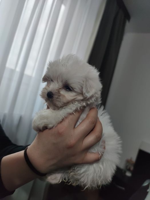 Bichon maltesse talie mică