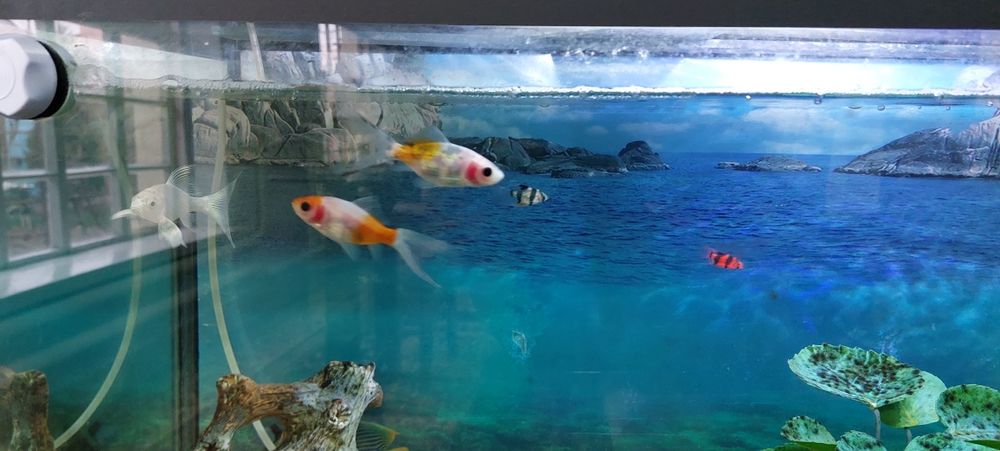 аквариумные рыбки 11 шт