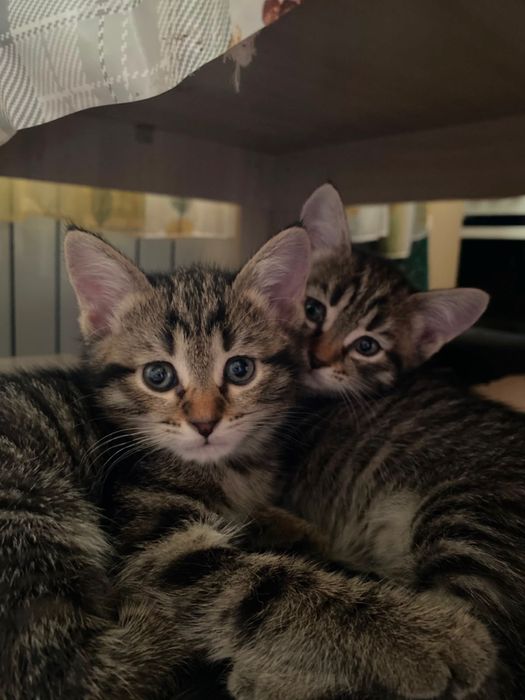Продам котят девочек
