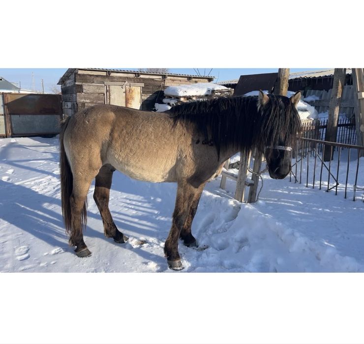 Айгыр сатылады сур кожек