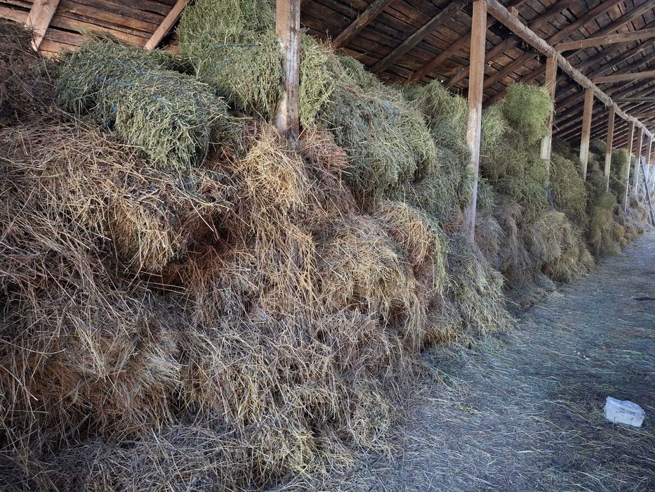 Baloți de lucernă, fân vrac