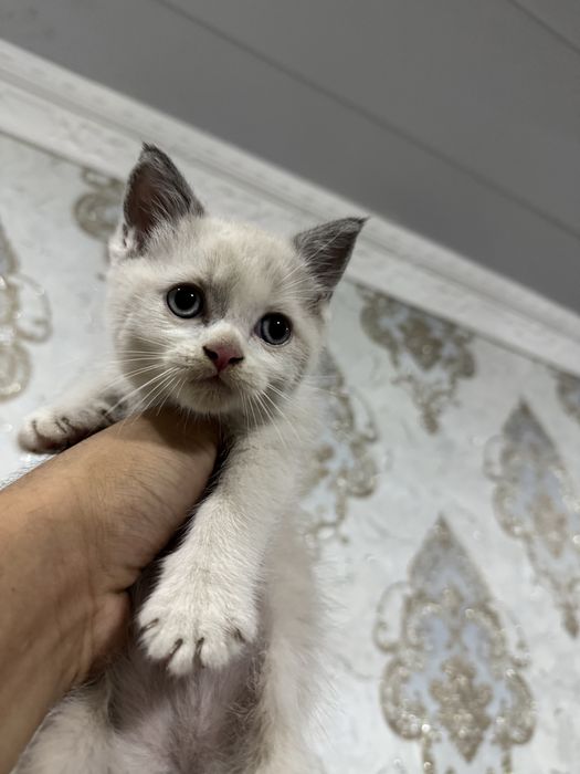 Срочно Продается Котята