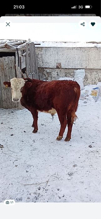 Бұқа 1 жастан асқан. . . . .