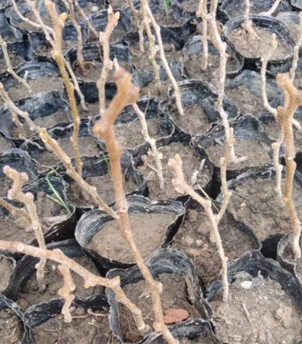 КИВИ кўчатлари сотилади. Продаются саженцы КИВИ.