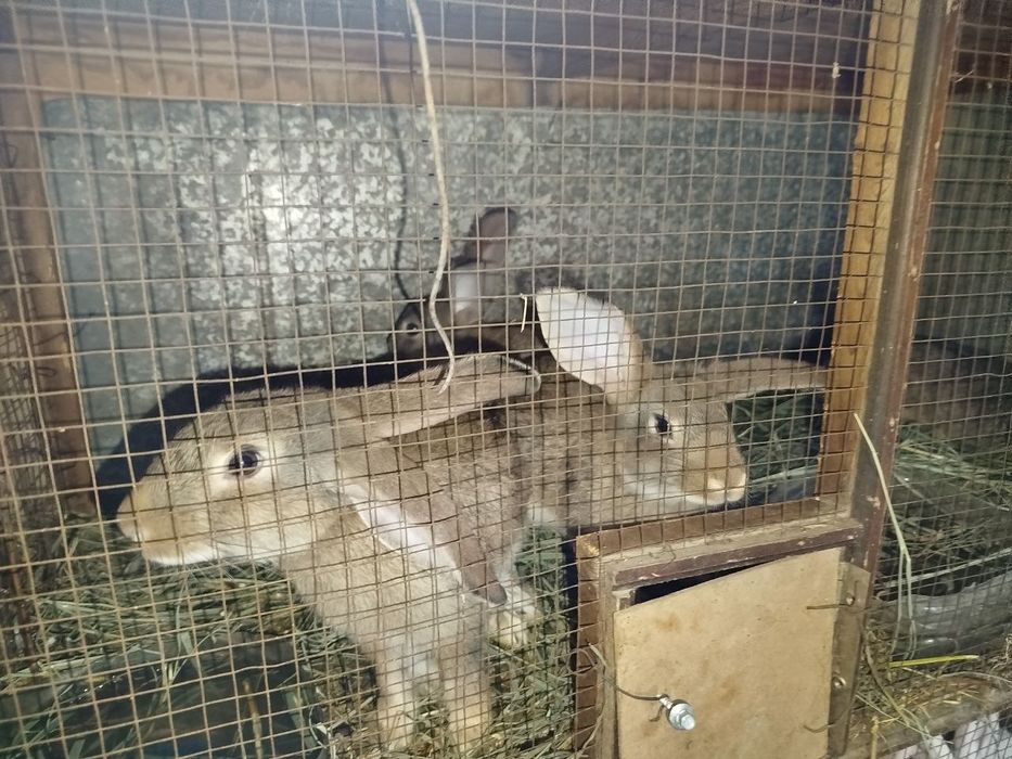 Velikan chatishgan quyon bollari