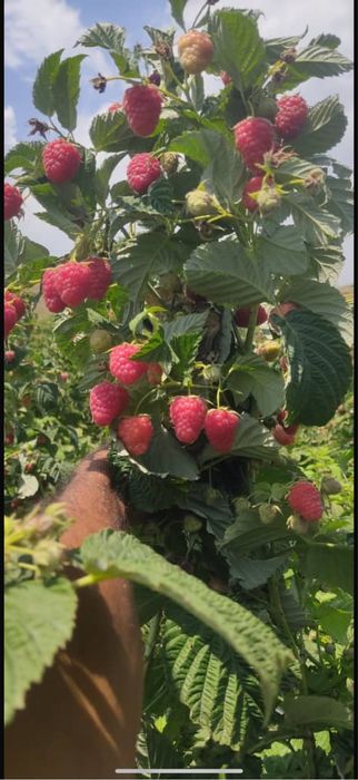 Малина.                Под заказ