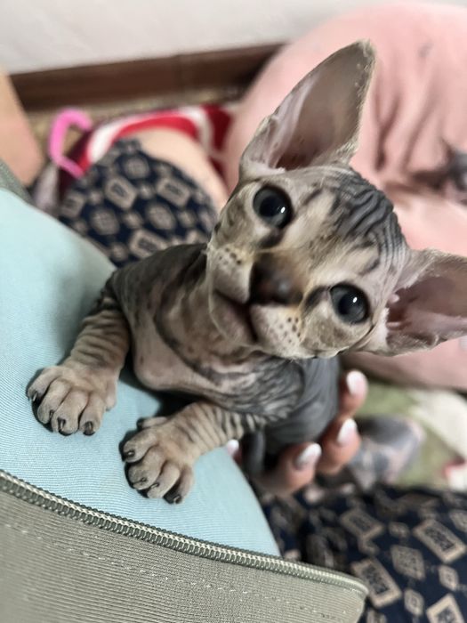 Продаются сфинксы  , девочки