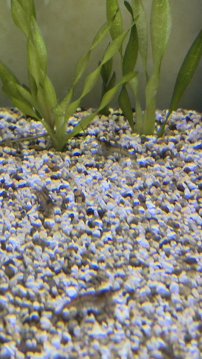 Криветки для аквариума.