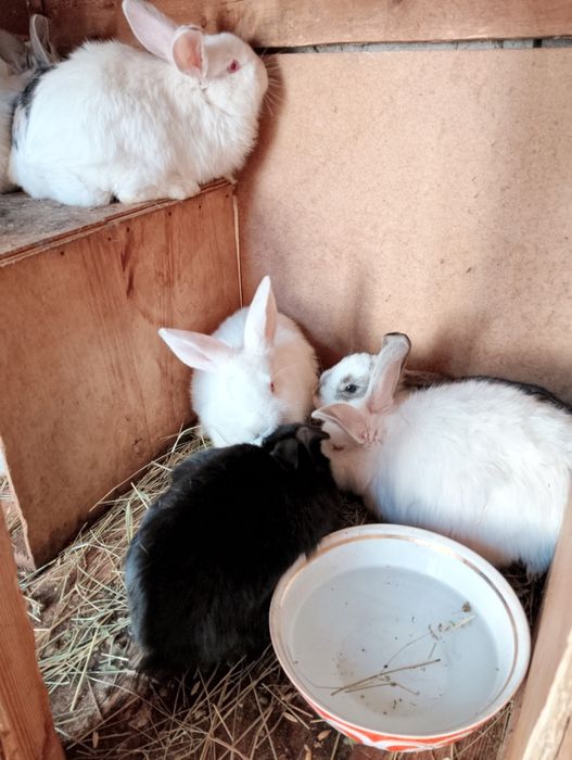 Продам крольчат трёх месячных